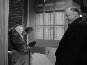 The cow pokes her head through the Dutch door of the kitchen.