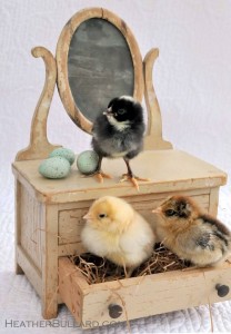 Chick-Chick Hooray-Heather Bullard