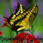 metamorphosis monday-bnotp metamorphosis monday-bnotp