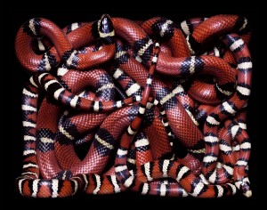 snake photo closeup