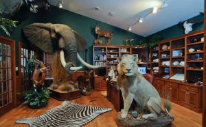 elephant and lions and deer oh my