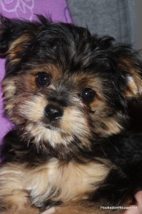 meeting Reese the Yorkipoo 4-12