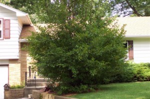 bush in front of house in WI-Kelli