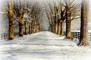 tree-lined lane-Lisa's house