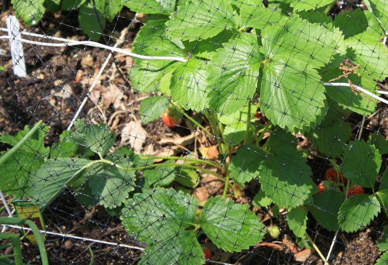 A plant in a forest