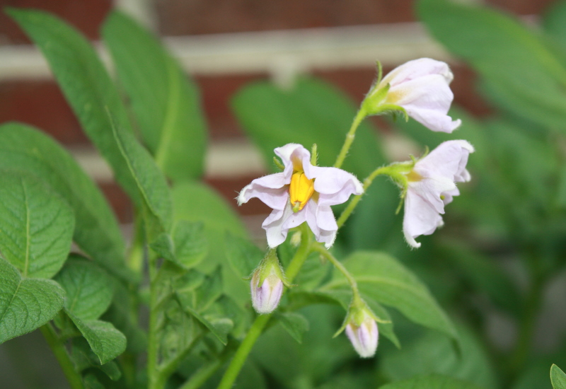 A close up of a flower