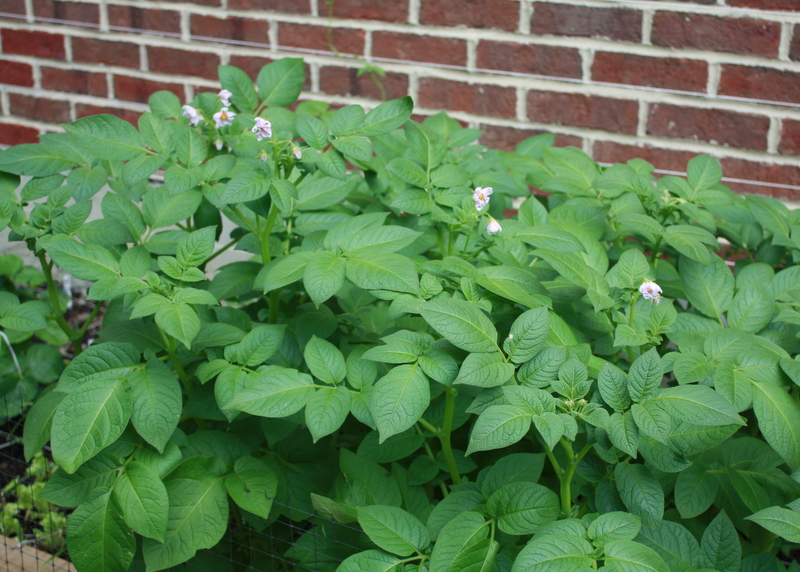 A garden with a brick wall