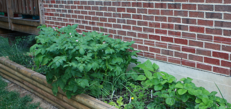 A garden with a brick wall