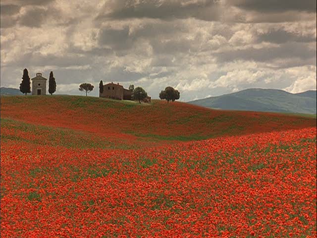 field of poppies