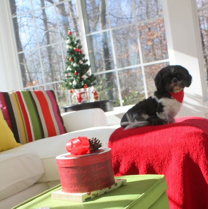 A dog sitting on a sofa