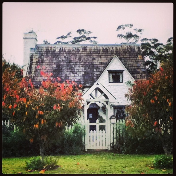 new photo Fig Tree in Autumn