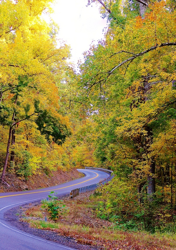 A path with trees on the side of a road