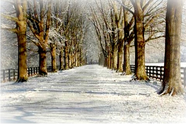 tree lined lane with snow