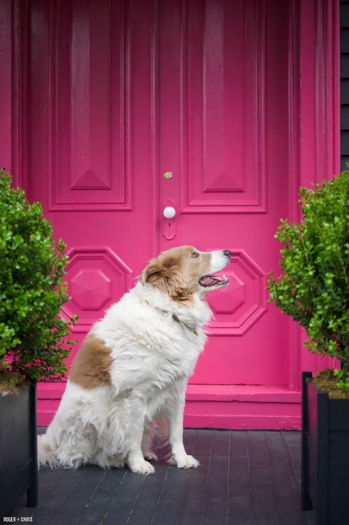 Hot pink front door