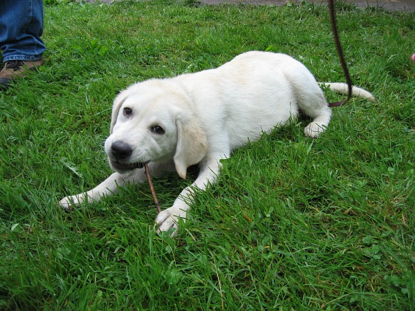 behind the scenes-john grogan's new puppy