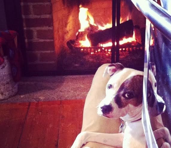 A dog sitting in front of a fireplace