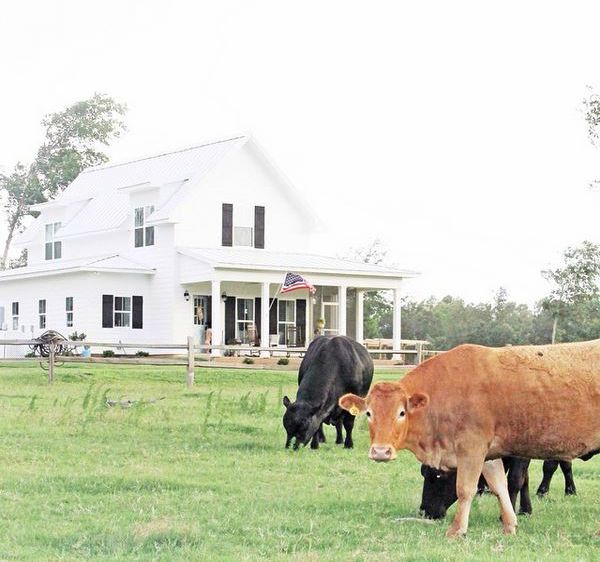 Cows standing in front of Sugarberry Cottage Farmhouse