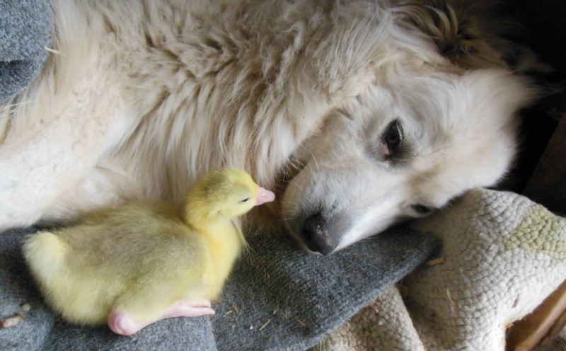 Connie\'s dog and a baby goose