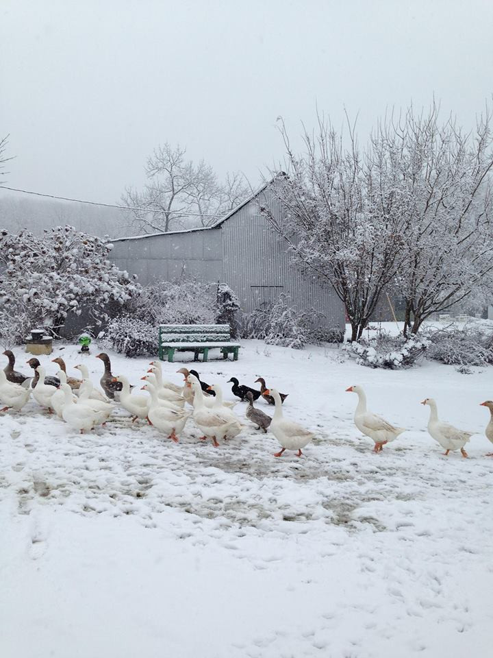 Goose Farm in Missouri