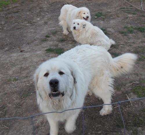 Great Pyrenees dogs on goose farm