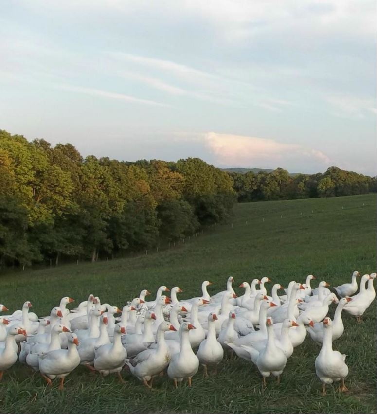 geese on Connie Cunningham's goose farm in Missouri