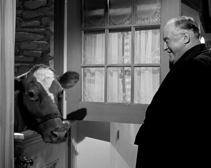 A cow pokes his head through the open Dutch door in the kitchen