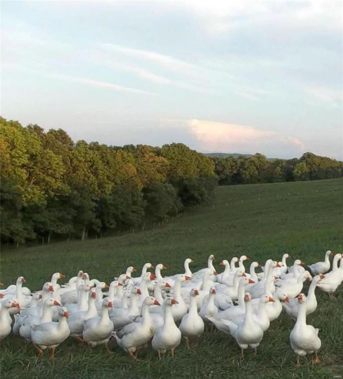 Flock of geese