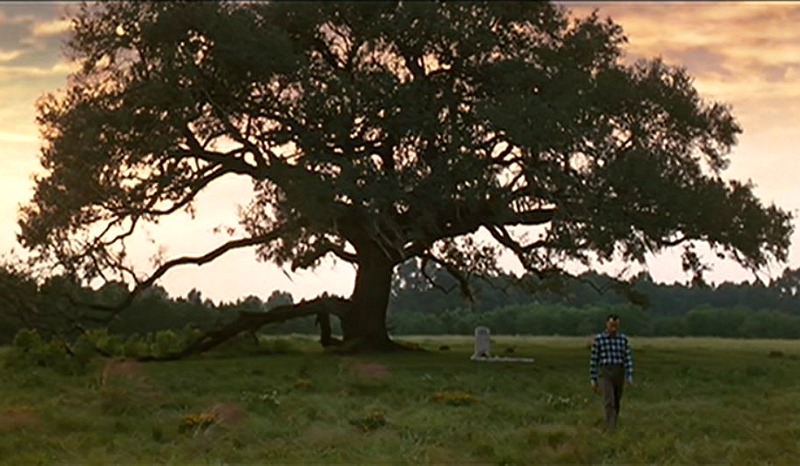 Jenny's grave under oak tree Forrest Gump